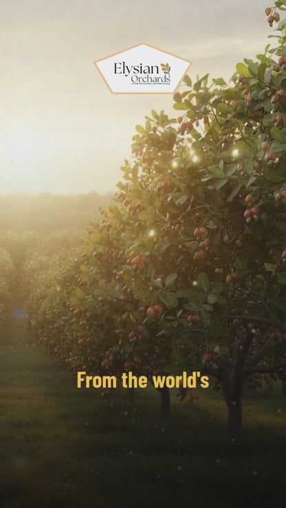 Cashews Plain Ivory Delight – Pure, Creamy Nourishment